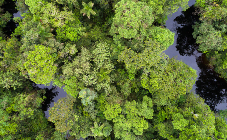 Rainforest