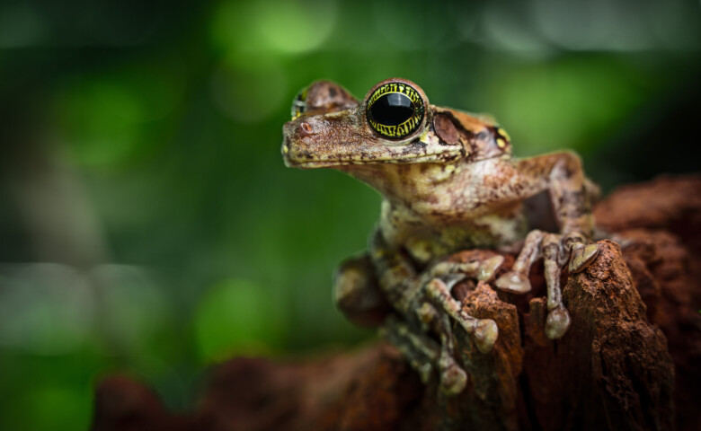 tree frog Amazon rain forest, tropical exotic treefrog Osteocephalus taurinus beautiful animal with amazing eyes