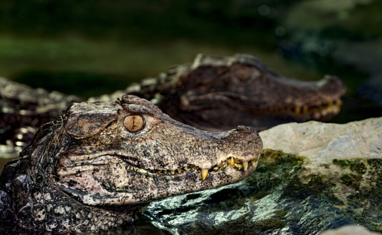 Close-up oh Cuvier's dwarf caiman, the smallest species of crocodile family. It is peeking out of the water next to the rock. In the background is another one.
