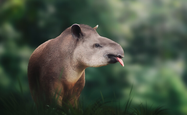 Lowland Tapir (Tapirus terrestris) showing tongue or South American Tapir