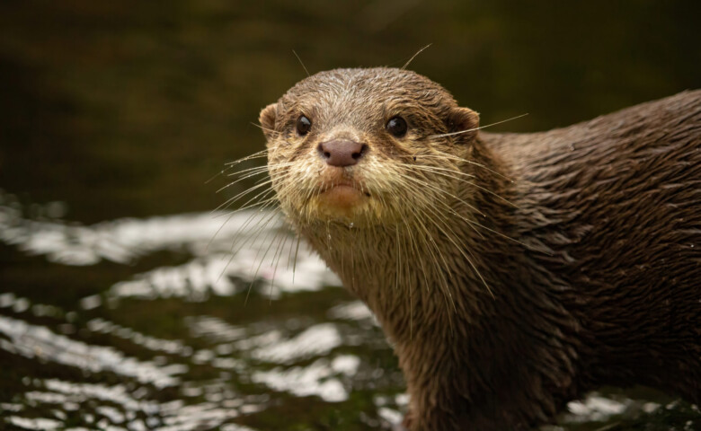 The Asian small-clawed otter, also known as the oriental small-clawed otter and the small-clawed otter, is an otter species native to South and Southeast Asia.