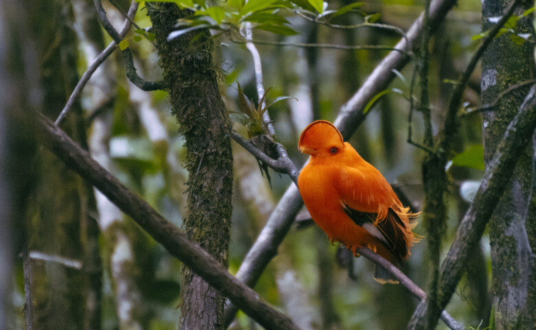 Guianan cock-of-the-rock (Rupicola rupicola) Guyana
