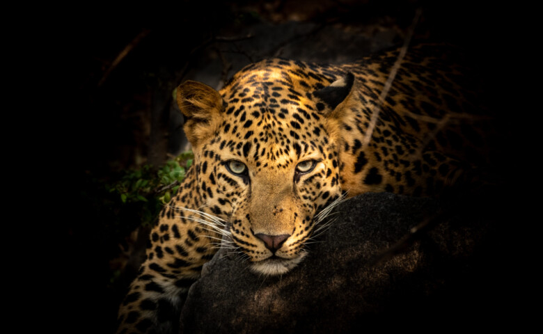 Fine art portrait of wild male leopard or panther or panthera pardus with eye contact in isolated black background at wildlife safari in forest of central india