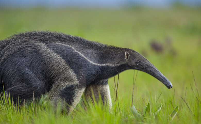 Giant Anteater (Myrmecophaga tridactyla) walking in savannah grassland, Rupununi, Guyana. The giant anteater is listed as Vulnerable by the IUCN.