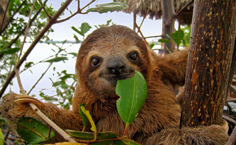Baby Brown throated Three toed sloth in the mangrove, Caribbean, Costa Rica